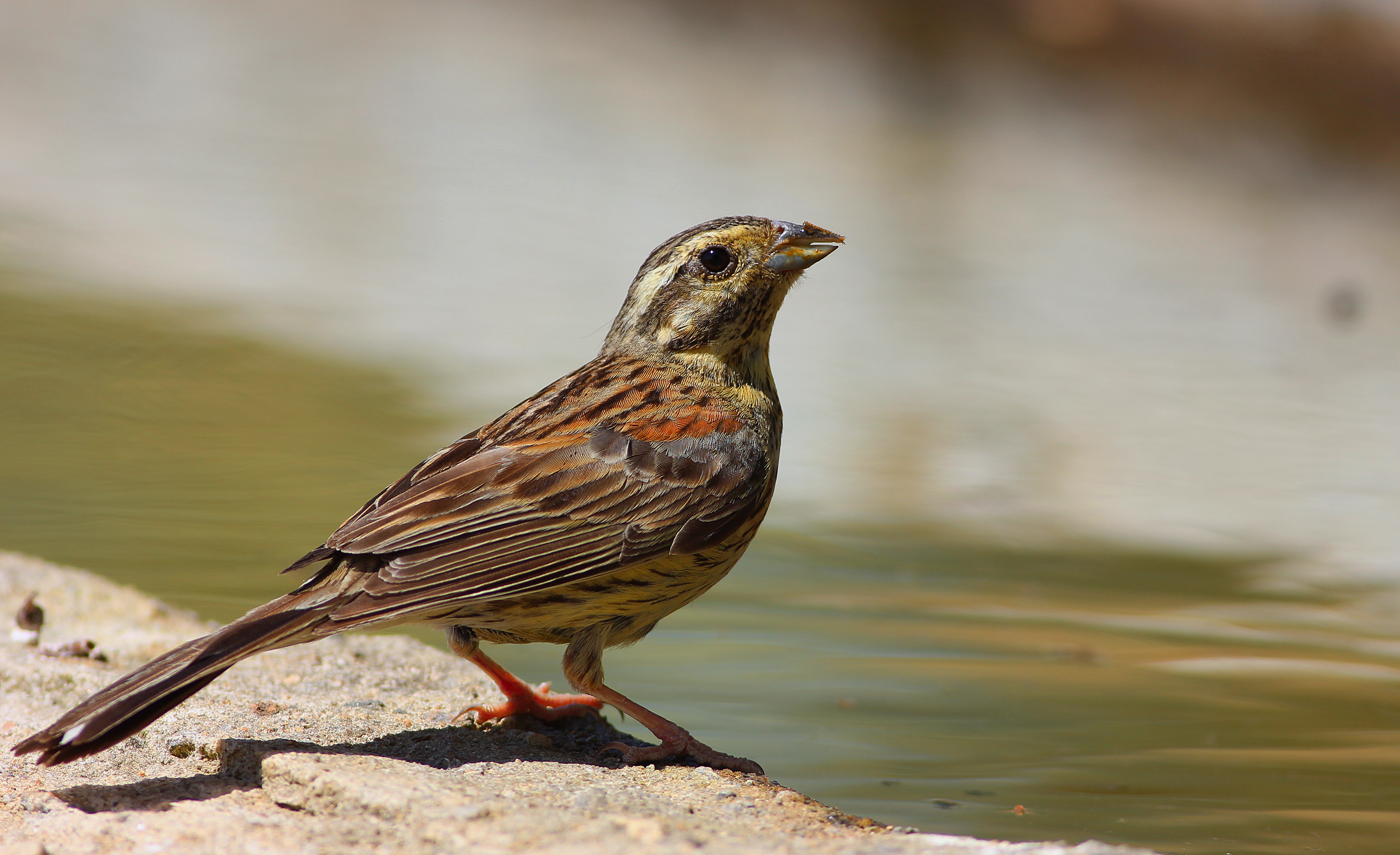 Cirl Bunting